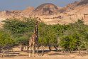 021 Sir Bani Yas